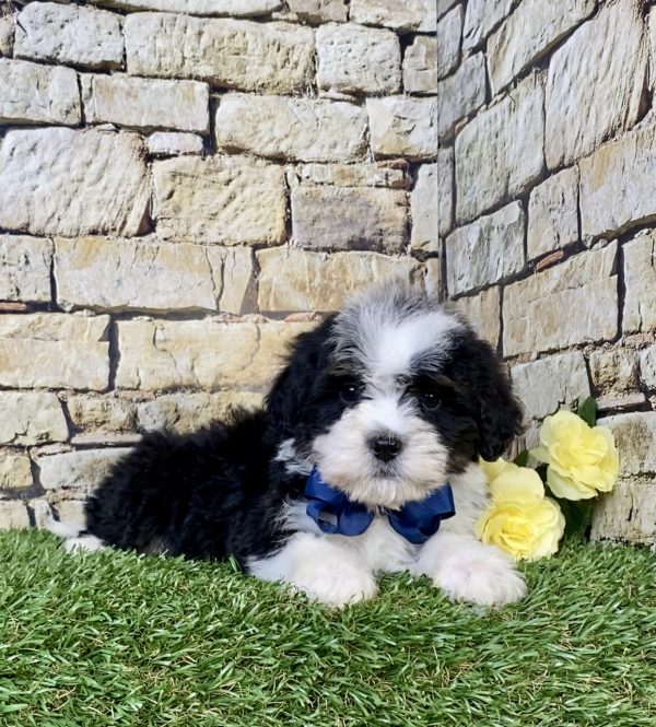 Photo of Mr. Ranger the Mini-Bernedoodle puppy