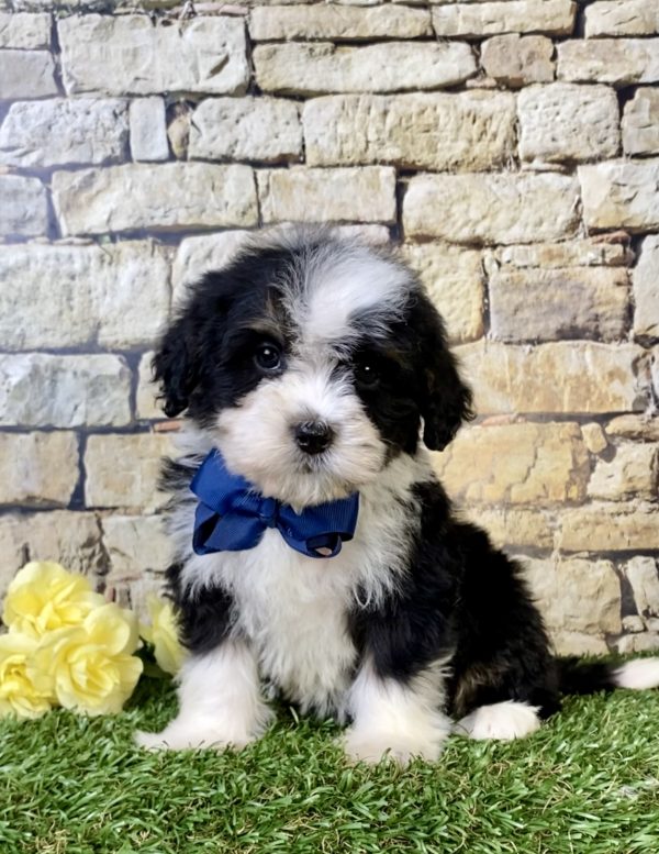 Mr. Ranger the Mini-Bernedoodle puppy