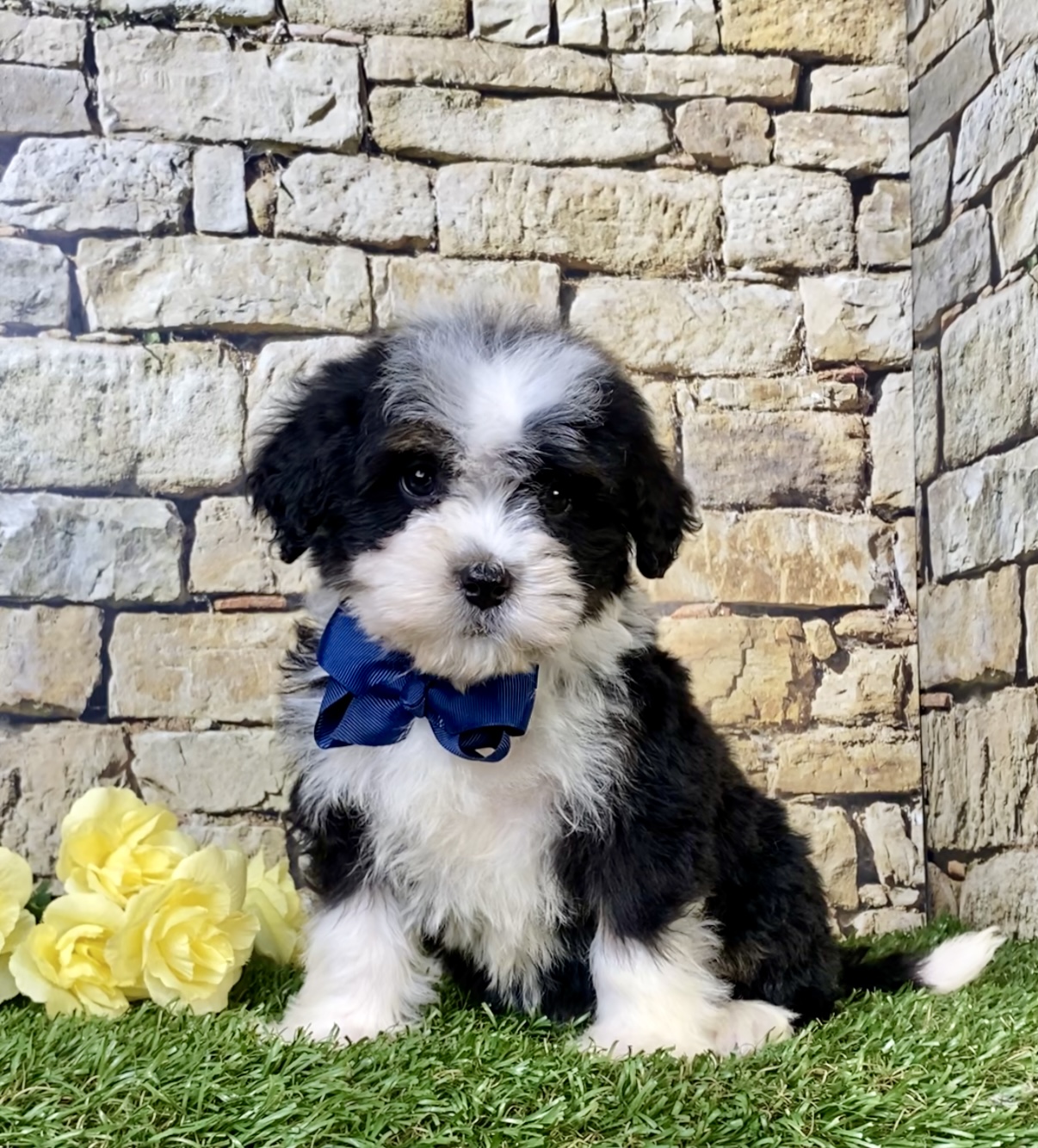 Photo of Mr. Ranger the Mini-Bernedoodle puppy