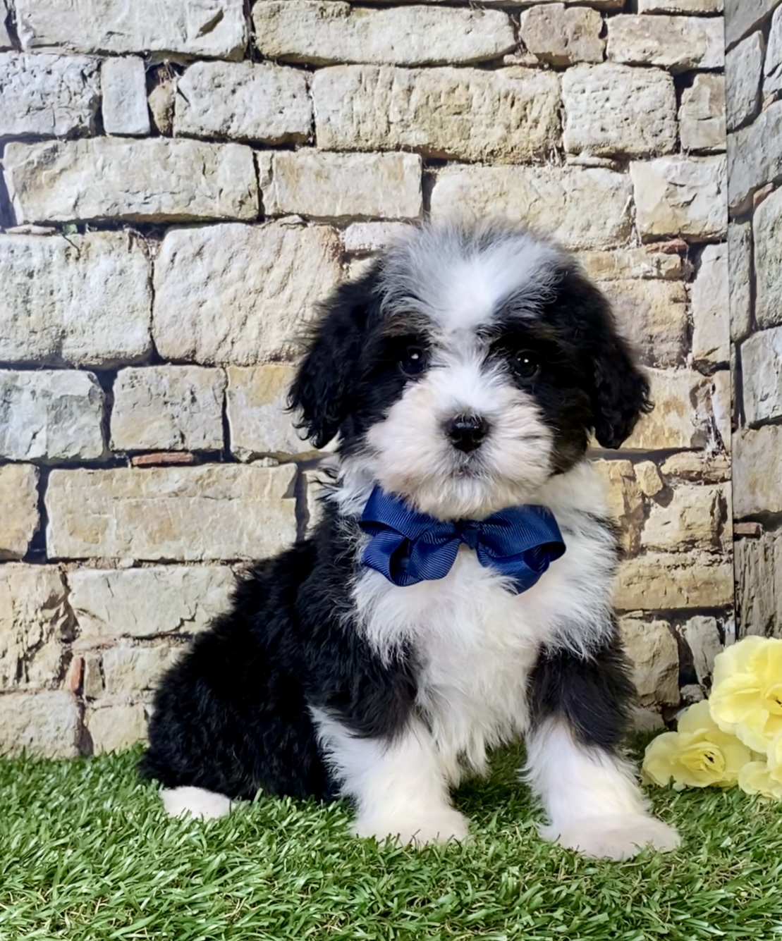 Photo of Mr. Ranger the Mini-Bernedoodle puppy
