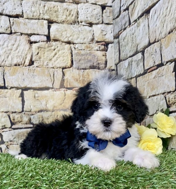 Photo of Mr. Ranger the Mini-Bernedoodle puppy