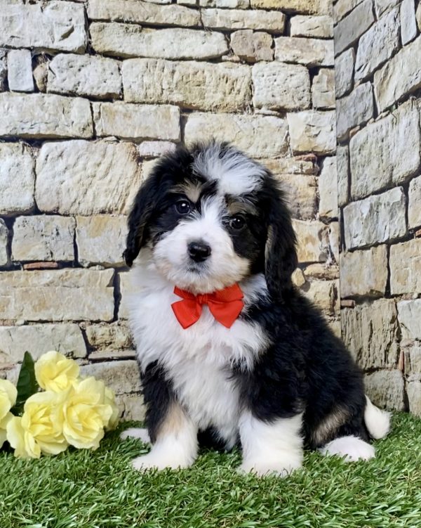 Mr. Ray the Mini-Bernedoodle puppy