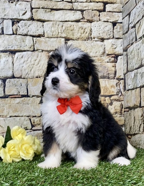 Photo of Mr. Ray the Mini-Bernedoodle puppy