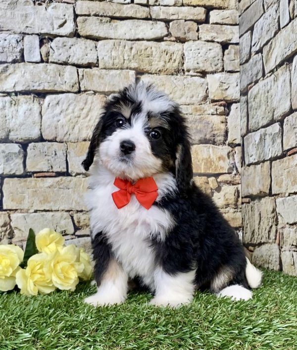 Photo of Mr. Ray the Mini-Bernedoodle puppy