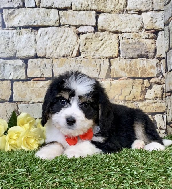 Photo of Mr. Ray the Mini-Bernedoodle puppy