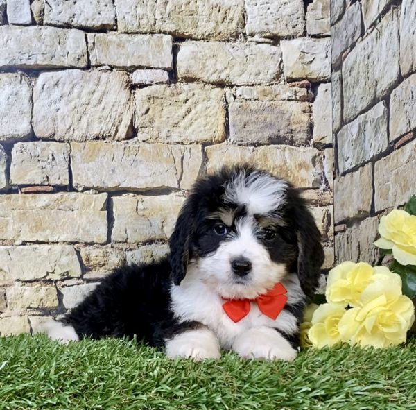 Photo of Mr. Ray the Mini-Bernedoodle puppy