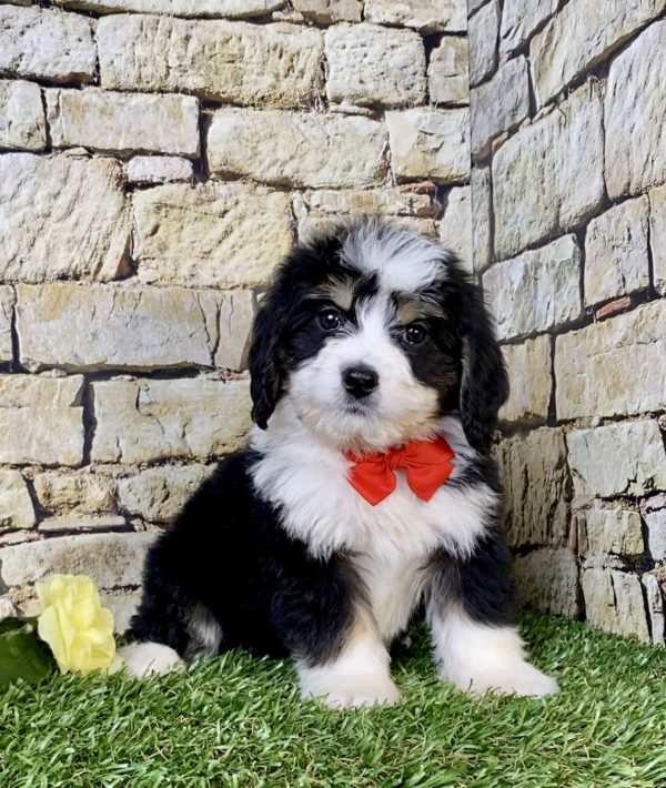 Photo of Mr. Ray the Mini-Bernedoodle puppy