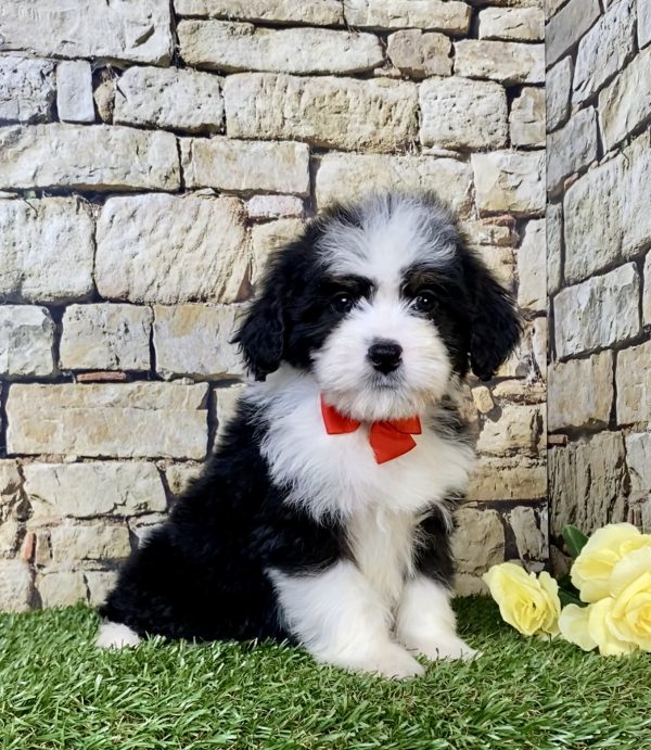 Mr. Ritchie the Mini-Bernedoodle puppy