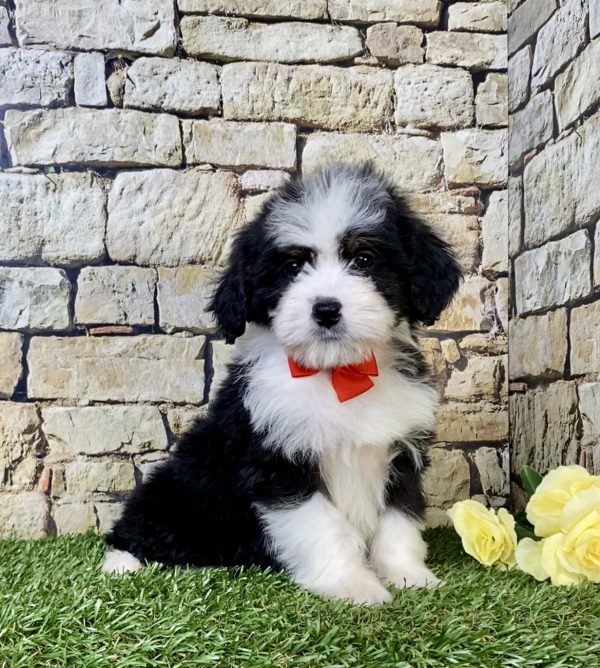 Photo of Mr. Ritchie the Mini-Bernedoodle puppy