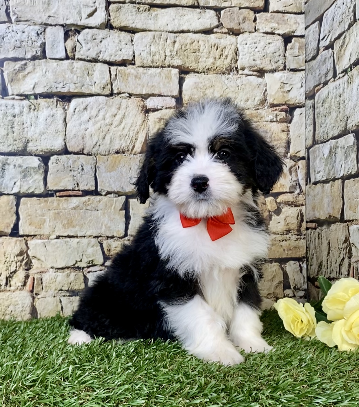 Photo of Mr. Ritchie the Mini-Bernedoodle puppy