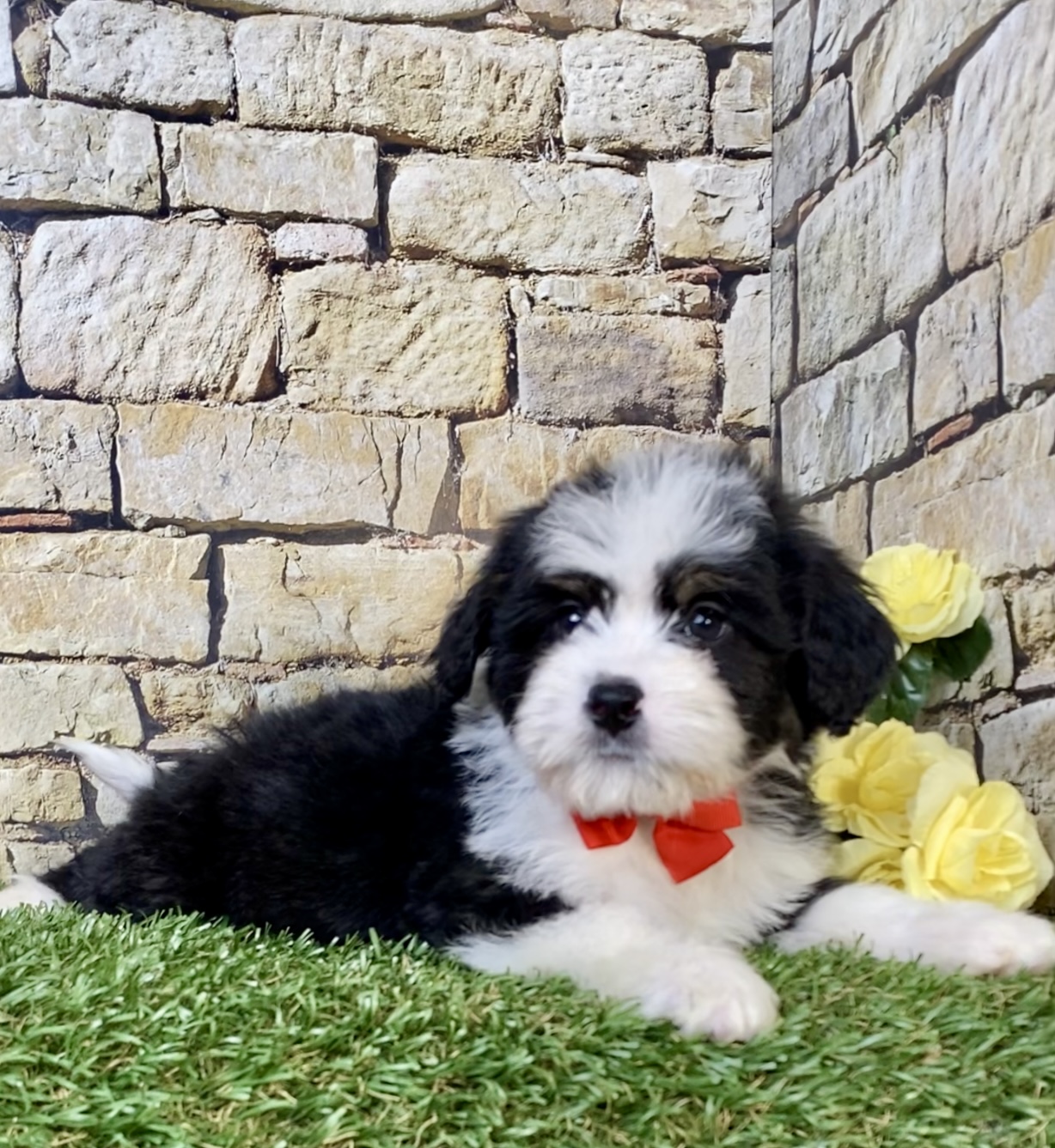 Photo of Mr. Ritchie the Mini-Bernedoodle puppy