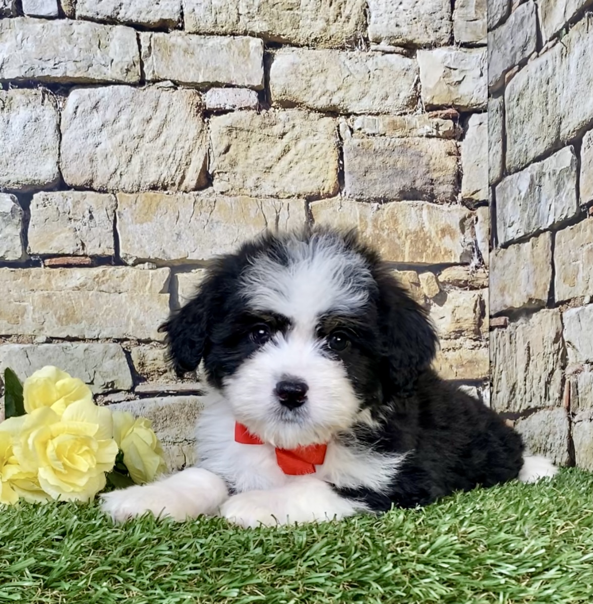 Photo of Mr. Ritchie the Mini-Bernedoodle puppy