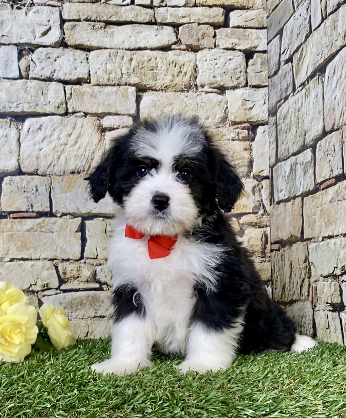 Photo of Mr. Ritchie the Mini-Bernedoodle puppy