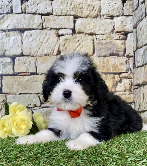 Photo of Mr. Ritchie the Mini-Bernedoodle puppy