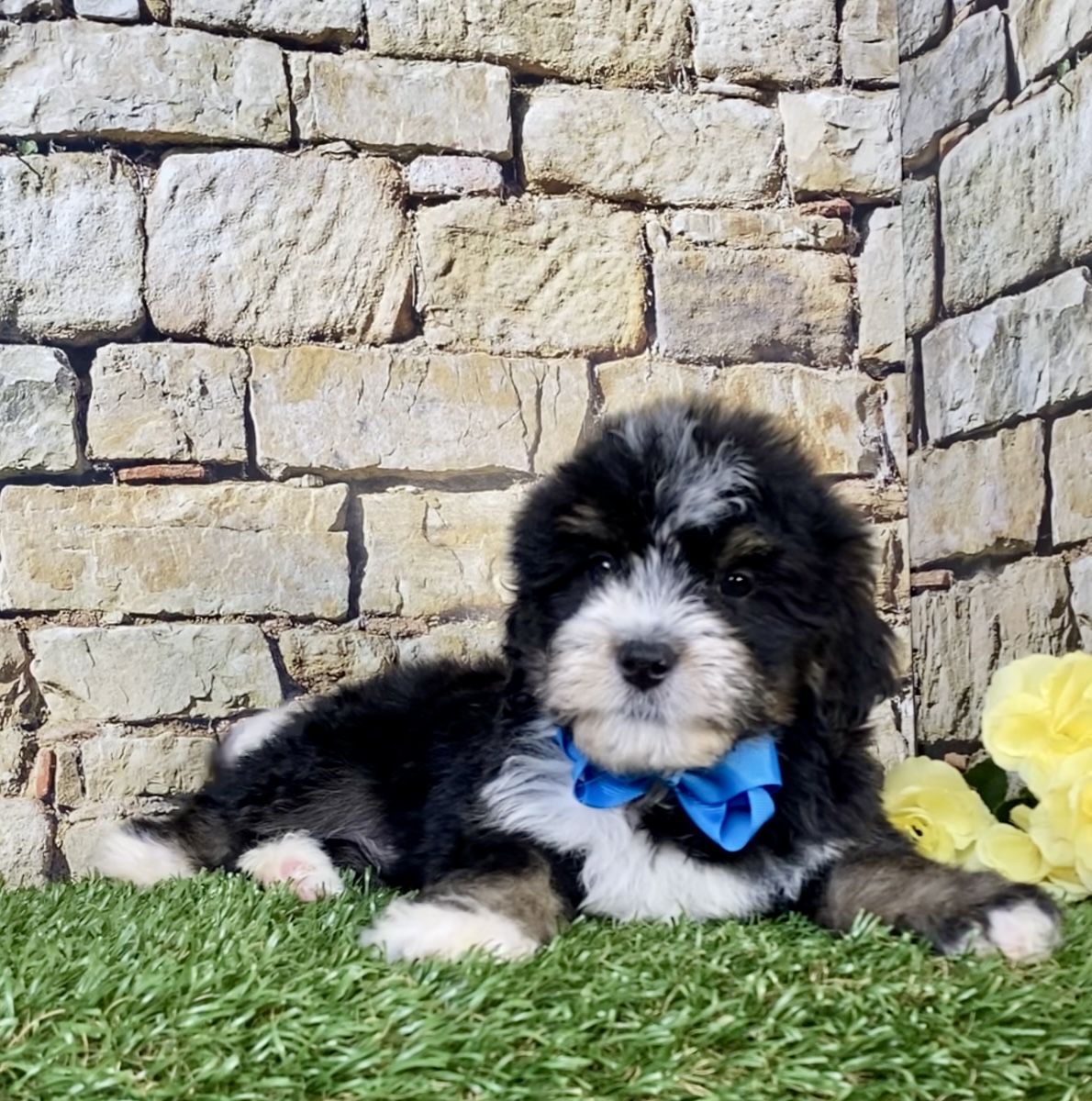 Photo of Mr. Robbie the Mini-Bernedoodle puppy