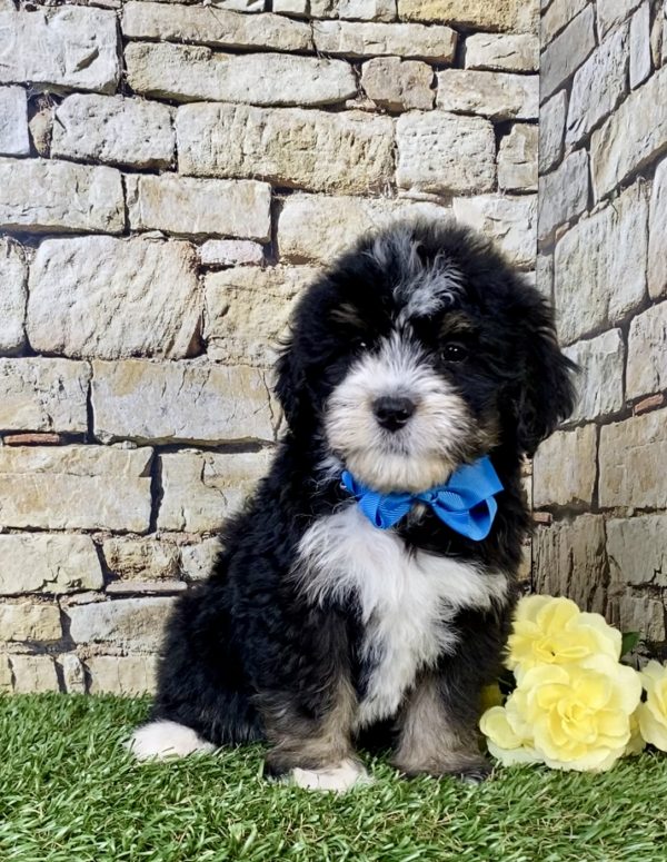 Mr. Robbie the  Mini-Bernedoodle puppy
