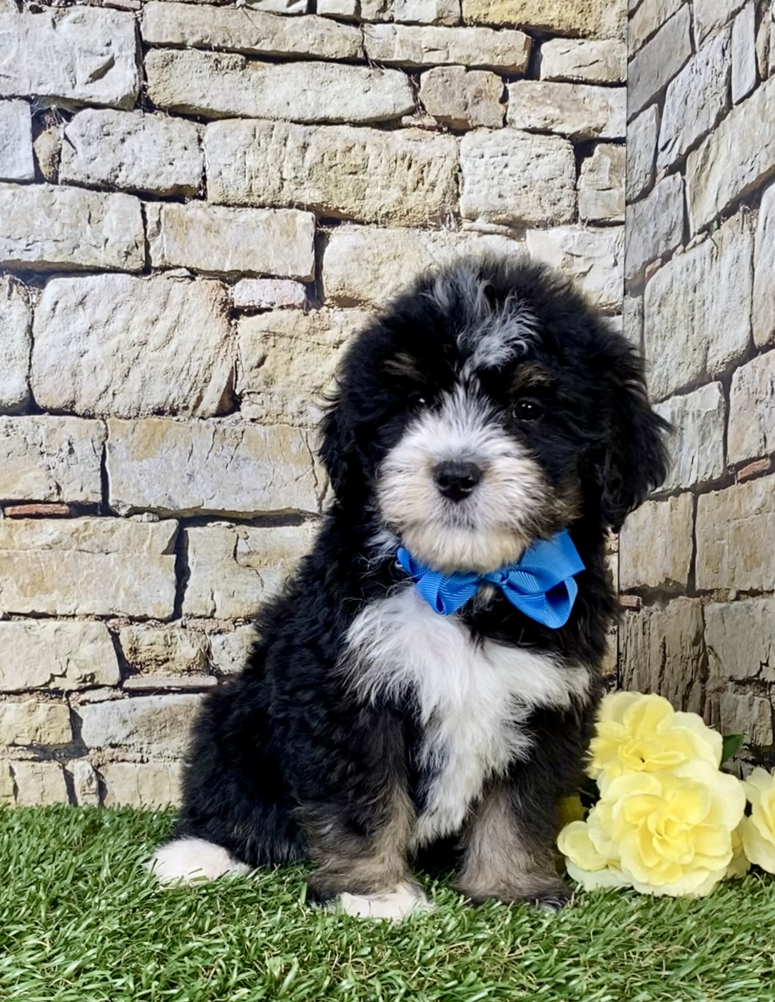 Photo of Mr. Robbie the Mini-Bernedoodle puppy