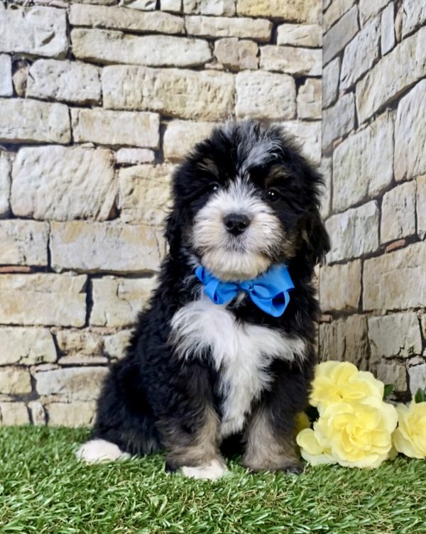 Photo of Mr. Robbie the Mini-Bernedoodle puppy
