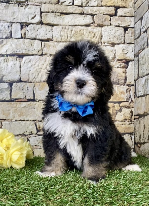 Photo of Mr. Robbie the Mini-Bernedoodle puppy