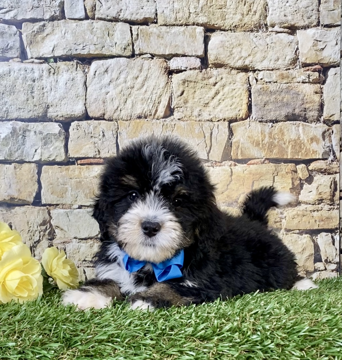 Photo of Mr. Robbie the Mini-Bernedoodle puppy