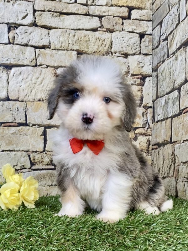 Mr. Royal the Mini-Bernedoodle puppy