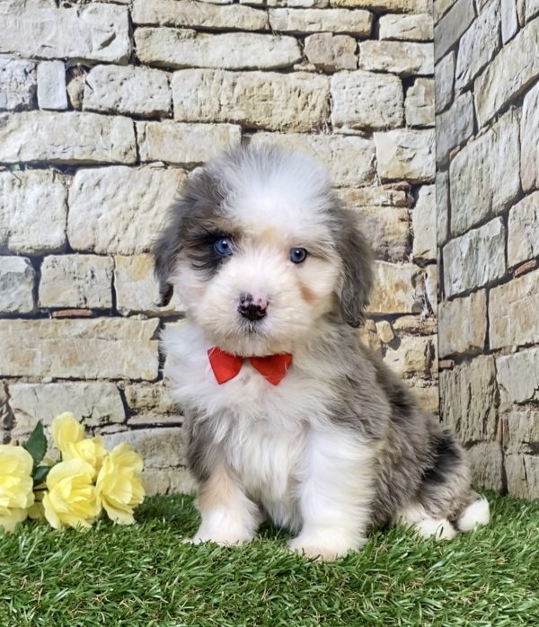 Mr. Royal the Mini-Bernedoodle puppy