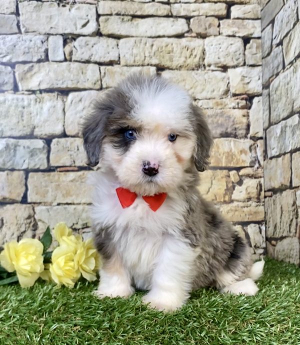 Photo of Mr. Royal the Mini-Bernedoodle puppy