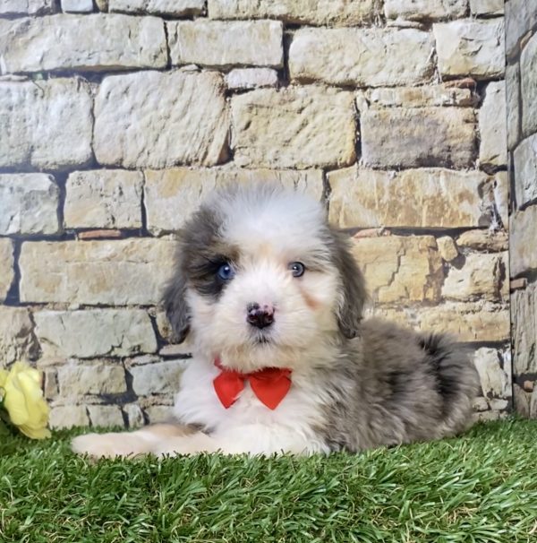 Photo of Mr. Royal the Mini-Bernedoodle puppy