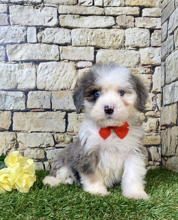 Photo of Mr. Royal the Mini-Bernedoodle puppy