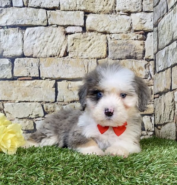 Photo of Mr. Royal the Mini-Bernedoodle puppy