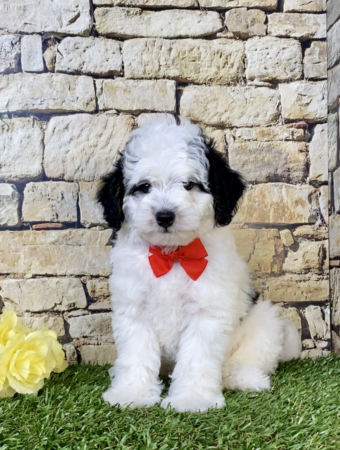 Photo of Mr. Sarge the F1B Micro Mini-Bernedoodle puppy