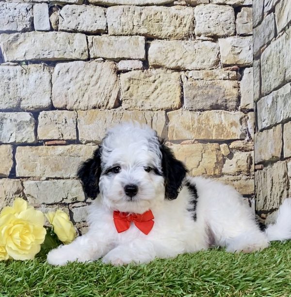 Photo of Mr. Sarge the F1B Micro Mini-Bernedoodle puppy