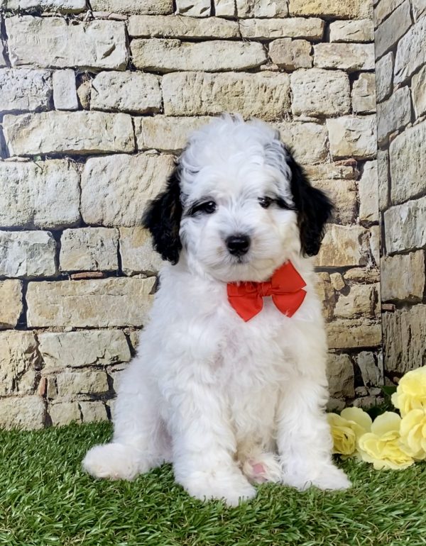 Photo of Mr. Sarge the F1B Micro Mini-Bernedoodle puppy