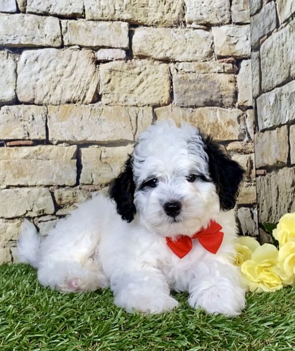 Photo of Mr. Sarge the F1B Micro Mini-Bernedoodle puppy