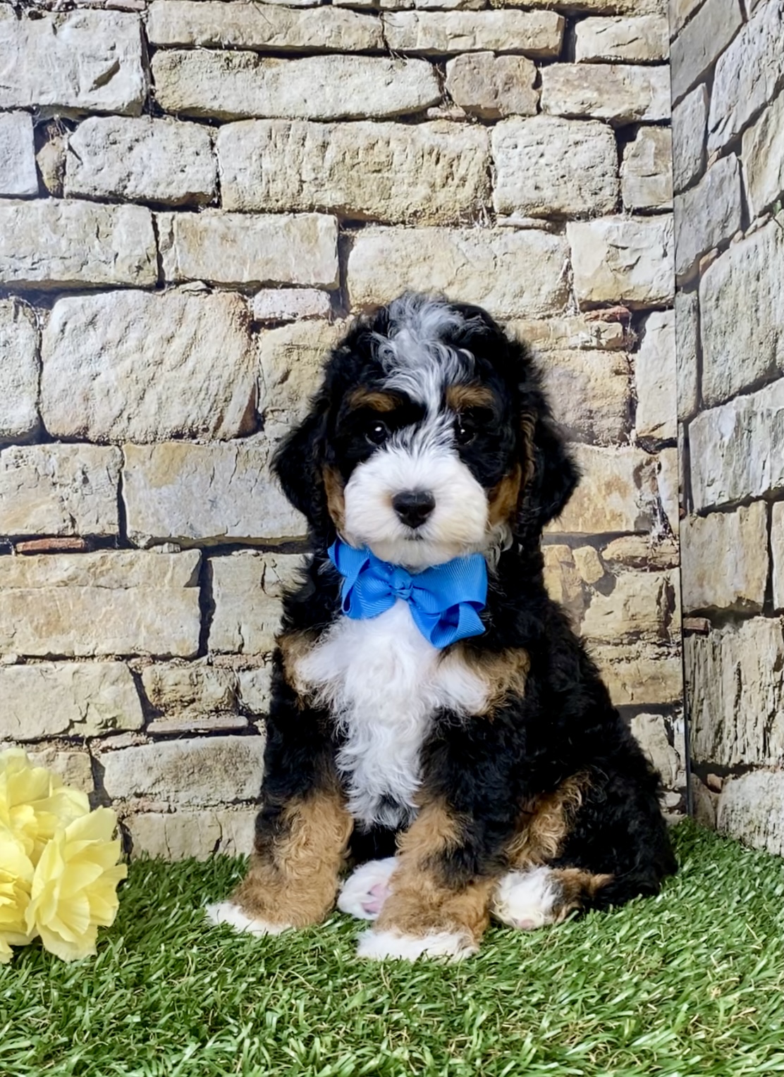 Photo of Mr. Scout the F1B Micro Mini-Bernedoodle puppy