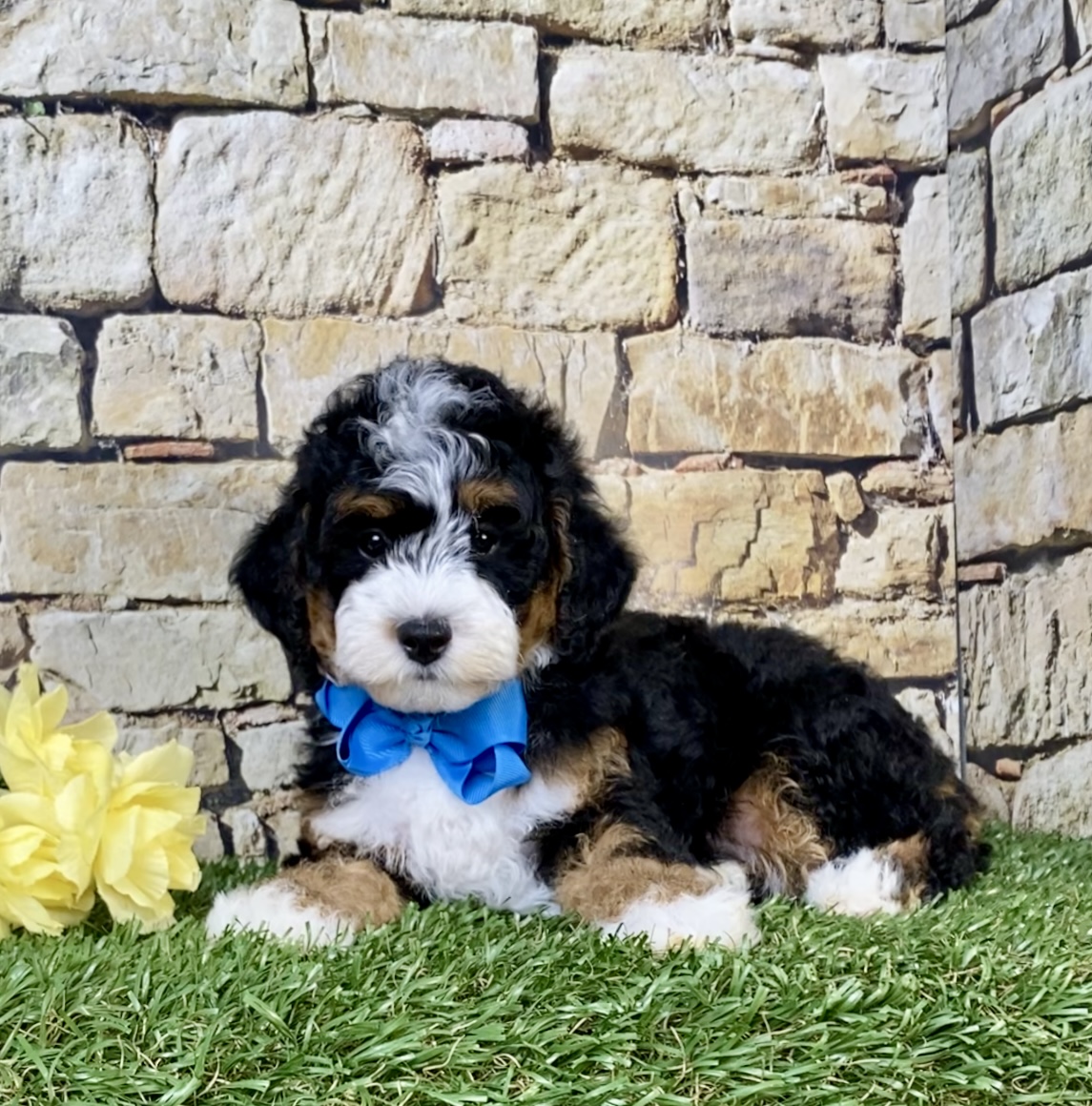 Photo of Mr. Scout the F1B Micro Mini-Bernedoodle puppy