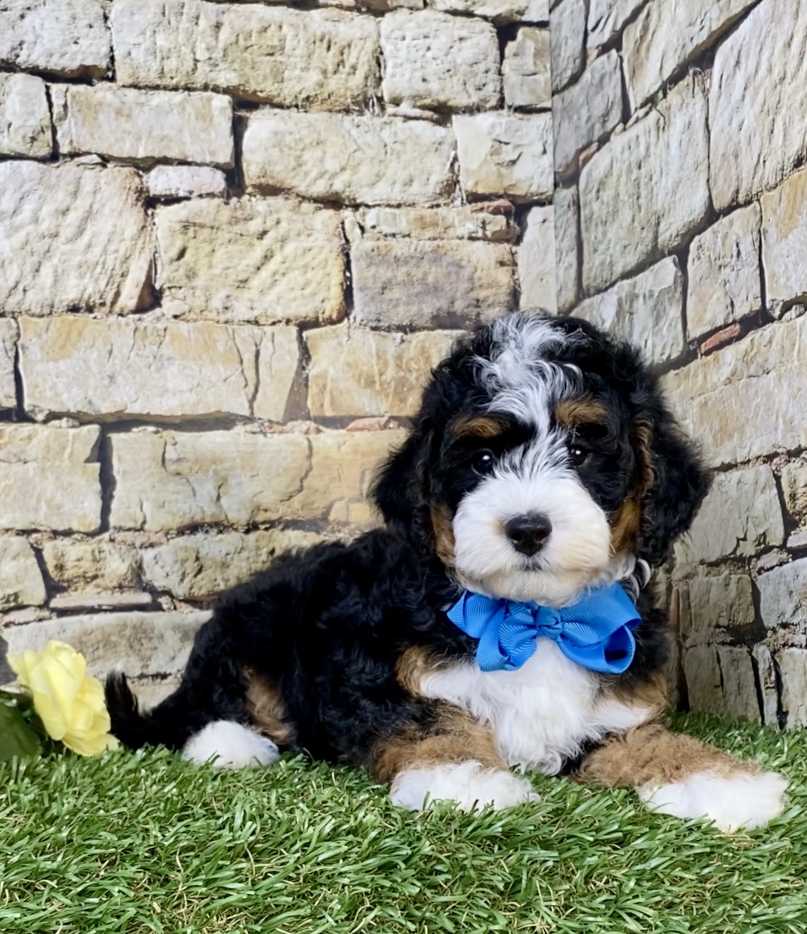 Photo of Mr. Scout the F1B Micro Mini-Bernedoodle puppy