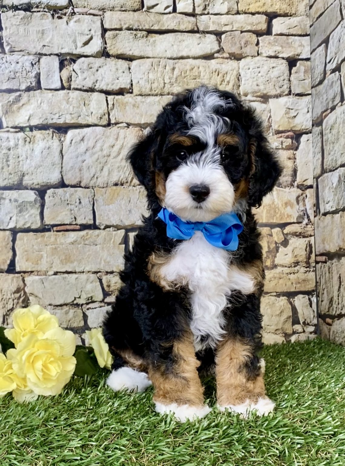 Photo of Mr. Scout the F1B Micro Mini-Bernedoodle puppy