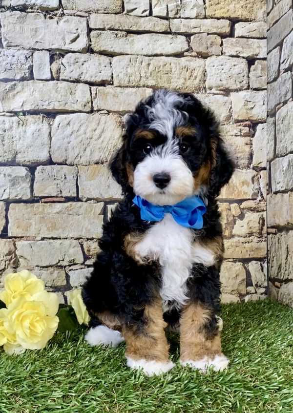 Photo of Mr. Scout the F1B Micro Mini-Bernedoodle puppy