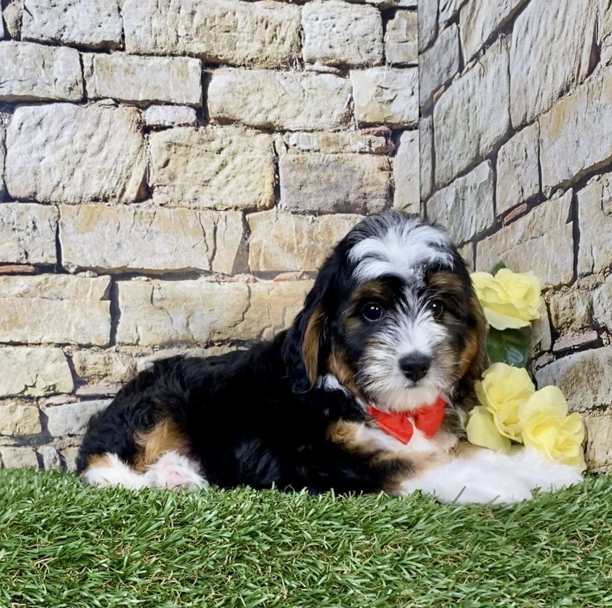 Photo of Mr. Simba the F1B Micro Mini-Bernedoodle puppy