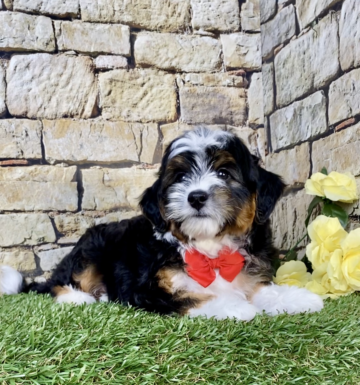 Photo of Mr. Simba the F1B Micro Mini-Bernedoodle puppy
