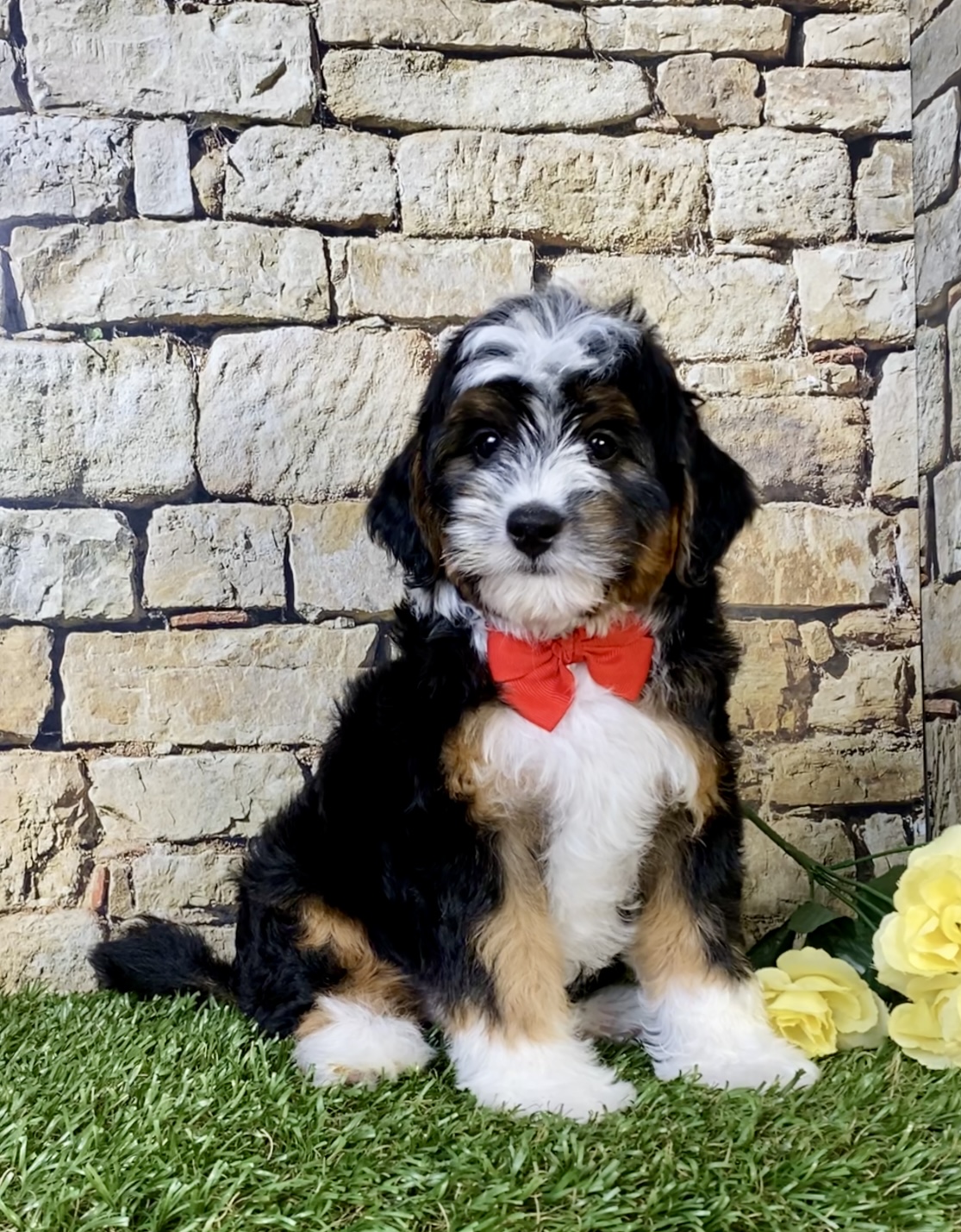 Photo of Mr. Simba the F1B Micro Mini-Bernedoodle puppy