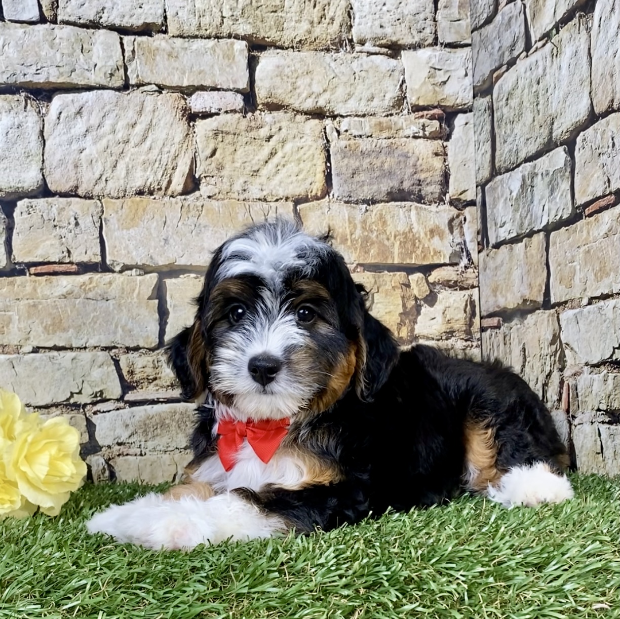 Photo of Mr. Simba the F1B Micro Mini-Bernedoodle puppy
