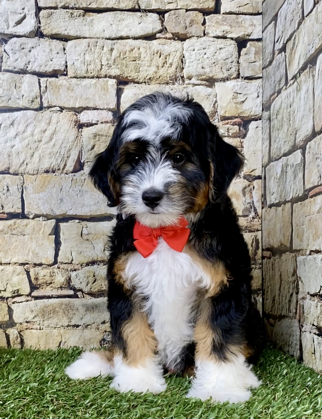 Photo of Mr. Simba the F1B Micro Mini-Bernedoodle puppy