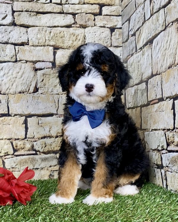 Mr. Stan the F1B Micro Mini-Bernedoodle puppy