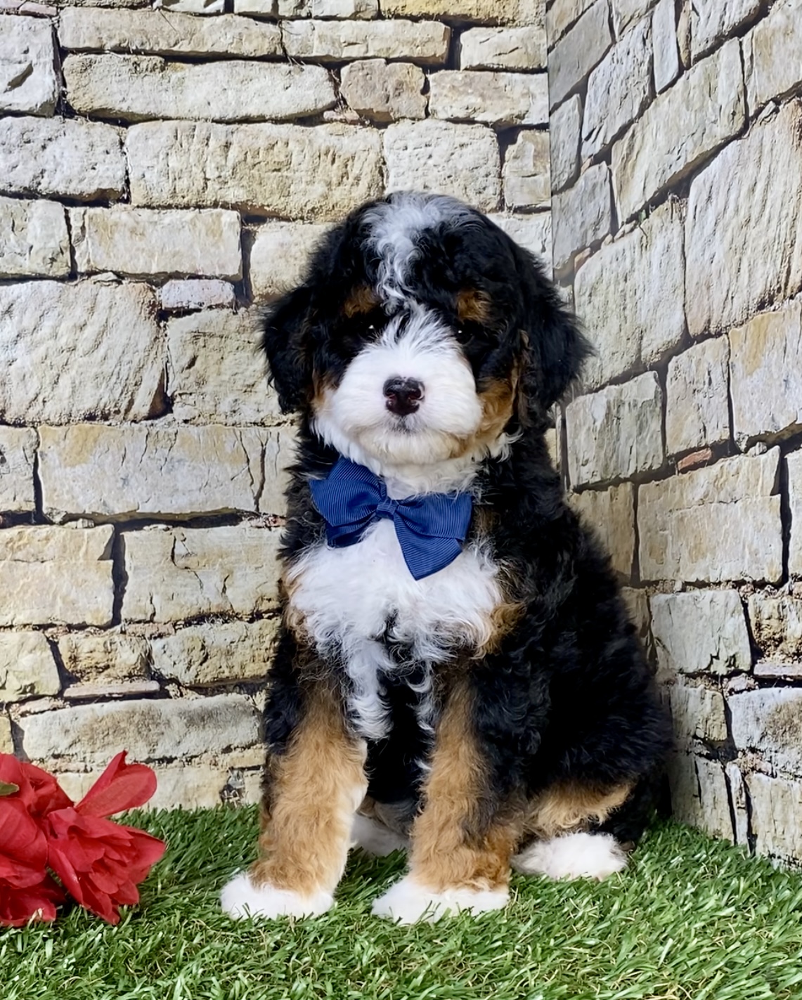 Photo of Mr. Stan the F1B Micro Mini-Bernedoodle puppy