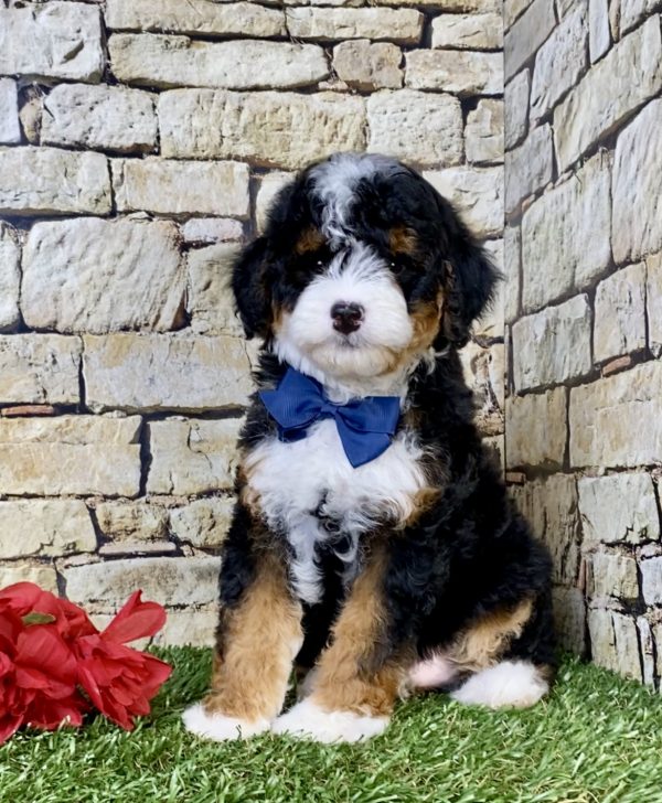 Photo of Mr. Stan the F1B Micro Mini-Bernedoodle puppy