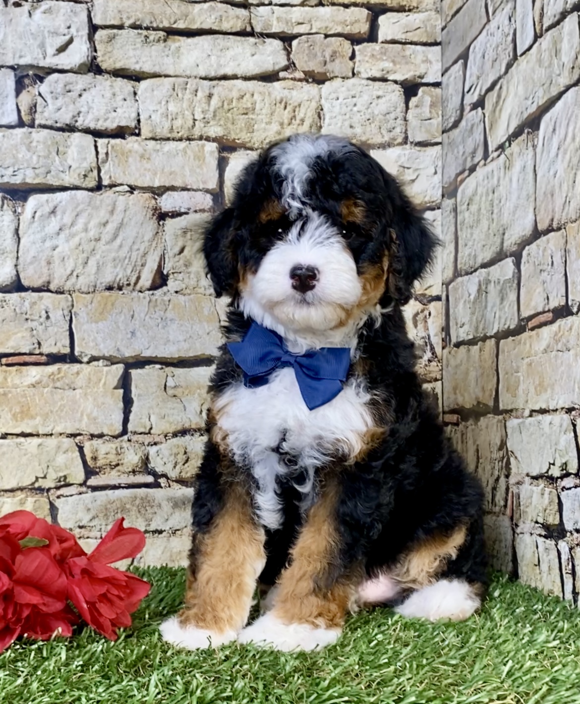 Photo of Mr. Stan the F1B Micro Mini-Bernedoodle puppy