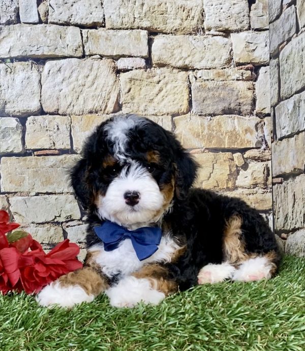 Photo of Mr. Stan the F1B Micro Mini-Bernedoodle puppy