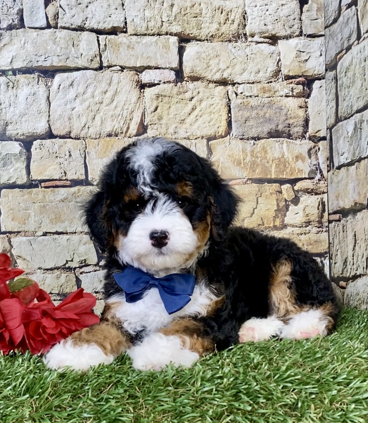 Photo of Mr. Stan the F1B Micro Mini-Bernedoodle puppy